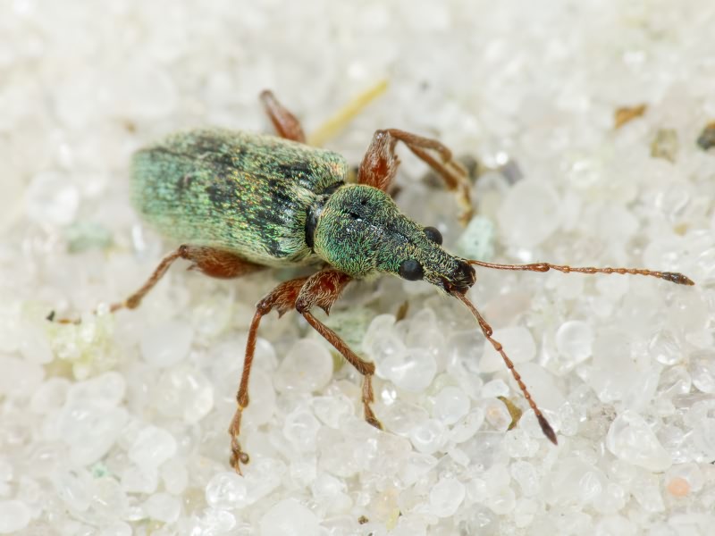 Phyllobius jacobsoni Smirnov, 1913